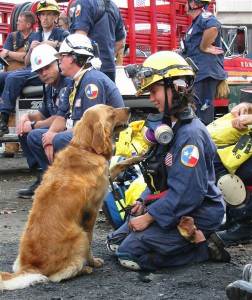Bretagne: 9/11 Rescue Dog